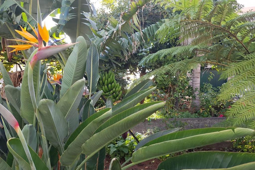 City View Gardens Фуншал Экстерьер фото